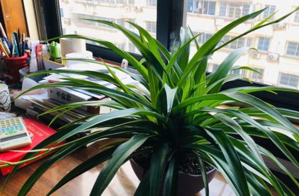 吊兰虽皮实，但有“几点”不可缺，做好叶片四季翠绿，折都折不断