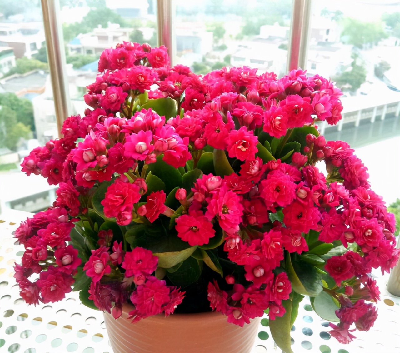 养花人养的花都有哪些,什么花养人又健康又好养