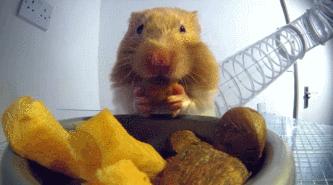 豆瓣9.1，看一次被萌一次，根本顶不住它们的可爱