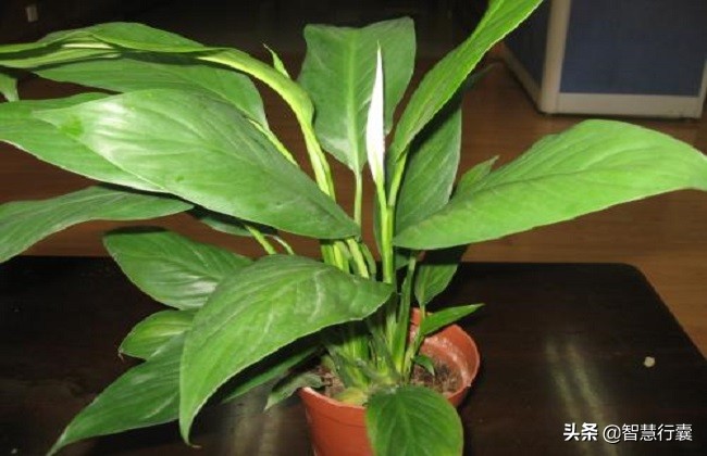 水培白鹤芋叶子蔫了是什么原因,土培白鹤芋叶子蔫了怎么补救