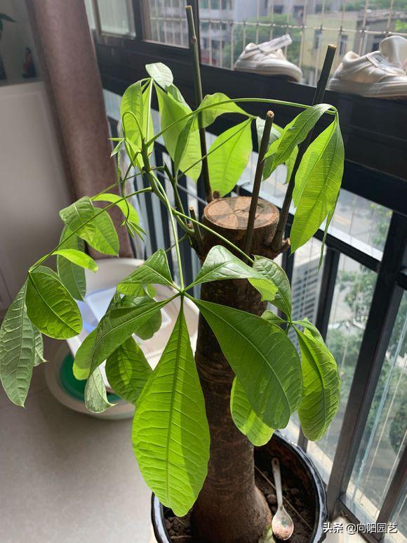 发财树叶子枯黄浇啤酒可以吗,发财树叶子枯黄喷洒啤酒加烟
