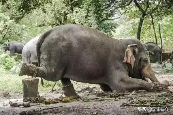 被囚34年取精，被迫亲手杀死爱子，最后只能挣扎着死去…