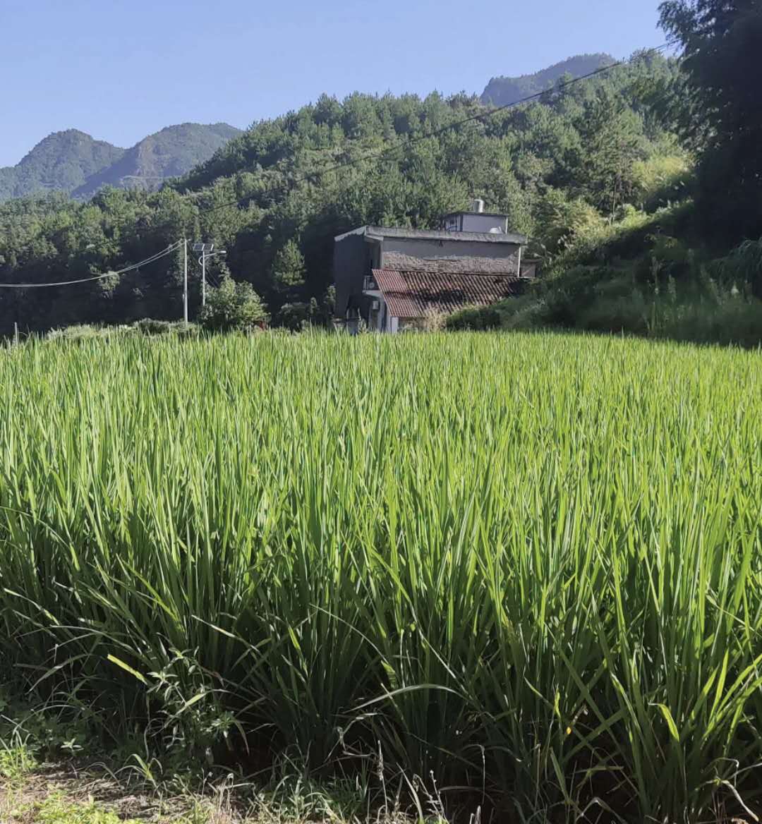 怎样培养孩子爱国情怀，不如看看以下建议：