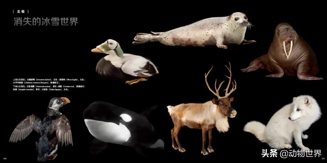 十大濒危动物国际珍惜动物保护日,世界珍稀保护动物保护日