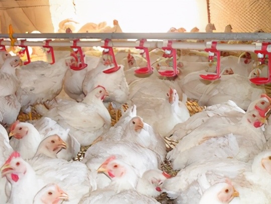 秋冬养鸡小妙招热门,养鸡怎么防寒冬