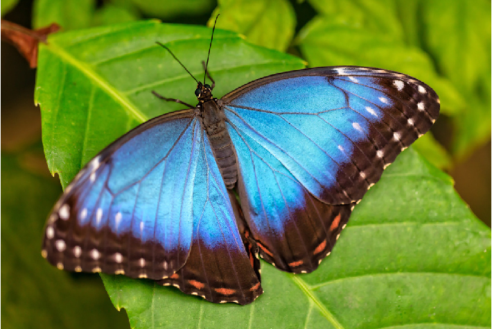 十种最美蝴蝶,自然界蝴蝶大全