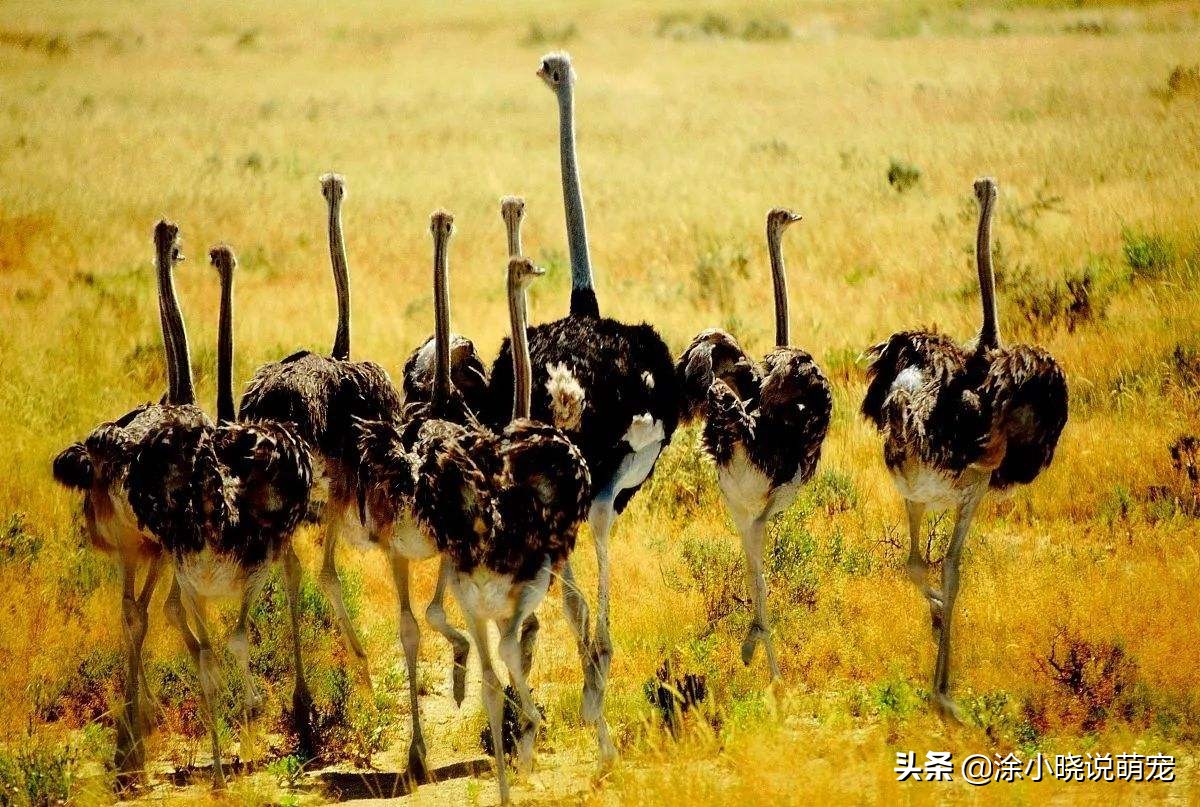 鸵鸟害怕把头扎地里,鸵鸟遇到危险真的会把头埋起来吗