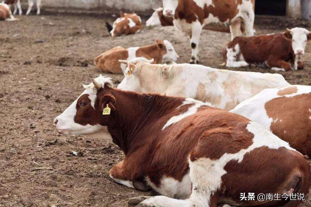 日本的牛肉价格是多少钱一斤,进口的日本猪肉多少钱一斤