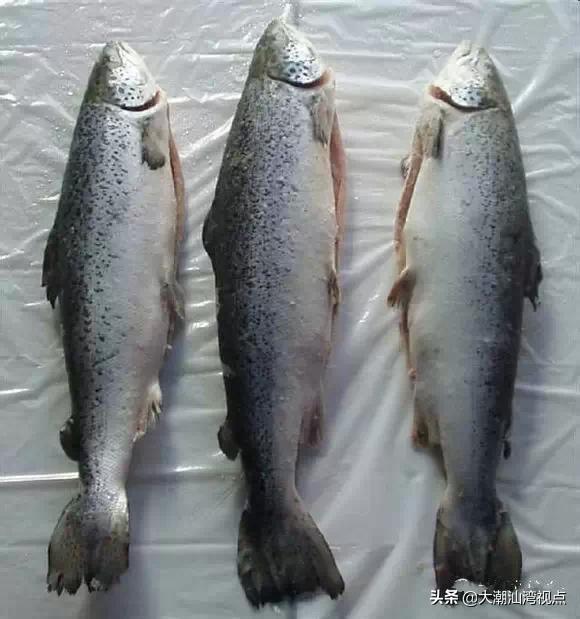 作为潮汕人，这89种海鲜你都能对上号吗