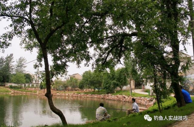 生鸡肝怎样开饵钓鲤鱼,鲜鸡肝如何开饵钓鱼