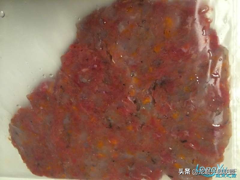 手把手教你做龙鱼最强营养秘方食谱--鲜虾牛肉狮子头,别馋哈