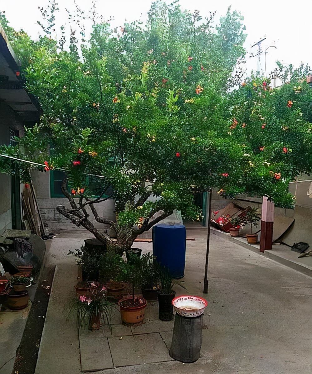 家门口种什么果树最好最旺财,客厅种什么果树旺宅还好养