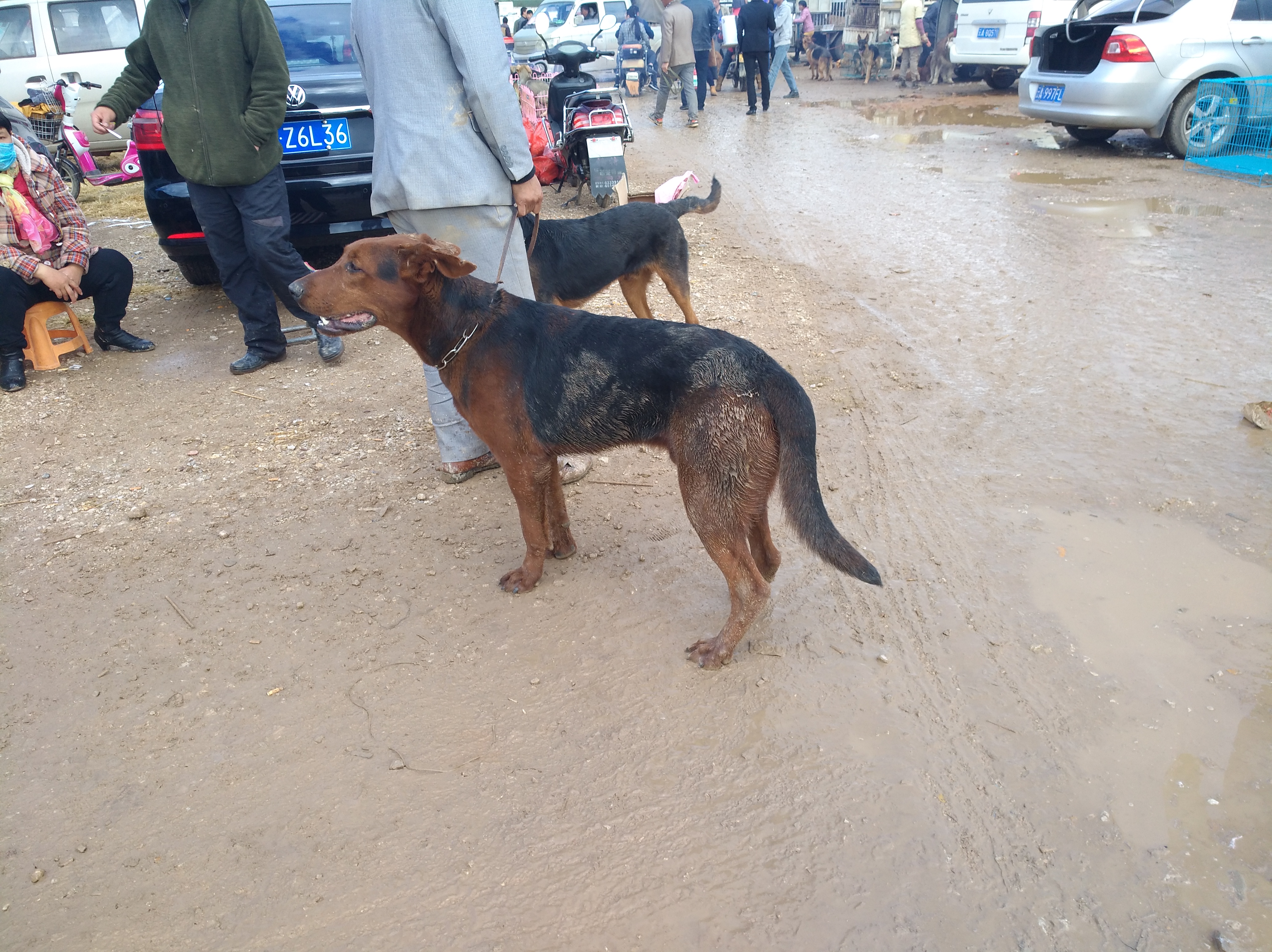 七个月的莱州红犬还能立耳成功吗,莱州红犬6个多月还不立耳为什么