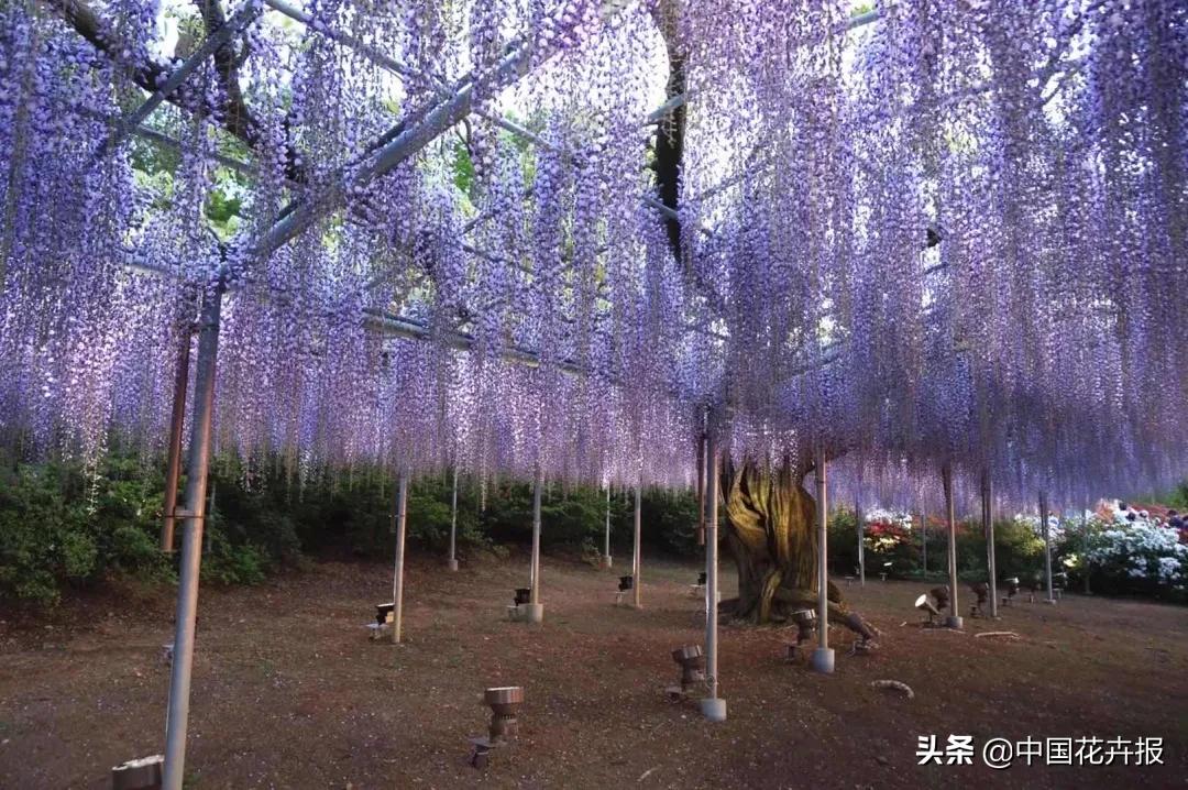 日本紫藤花开引游客驻足,日本紫藤花美景
