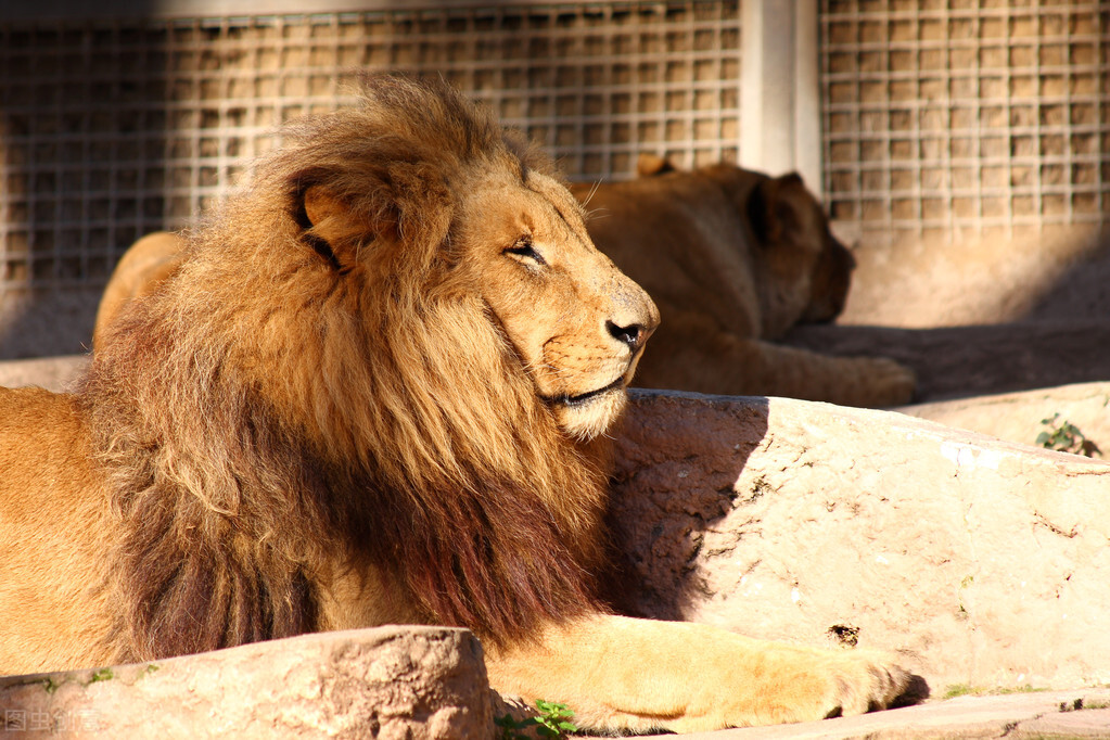 为什么都说老虎打不过狮子？当老虎遇到非洲狮，到底谁会赢？