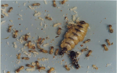 广州装修灭白蚁方法,广州白蚁消灭方法