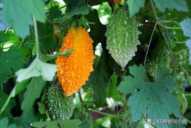 癞葡萄是土瓜吗,野生癞葡萄图片