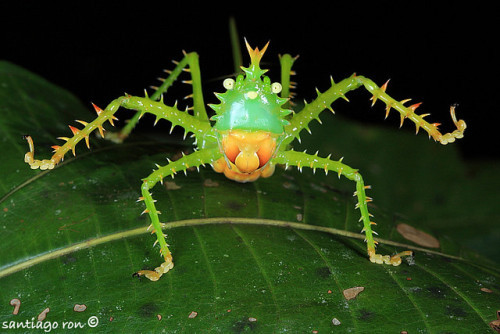 昆虫庞大吗,各种昆虫中最大的个体