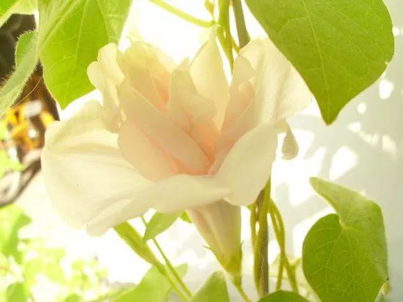 牵牛花到处都可以肆无忌惮的生长,不常见的品种,美出天际!