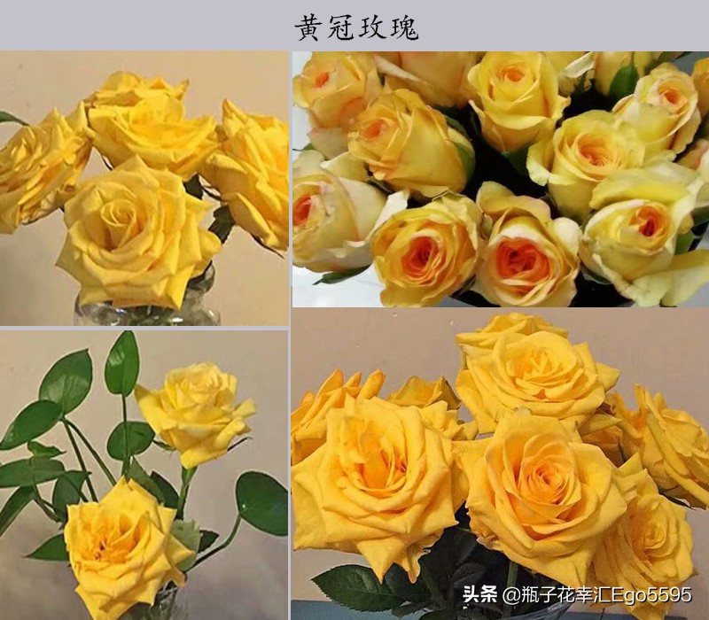 黄玫瑰粉玫瑰的浪漫花语,粉色玫瑰花和粉色郁金香的花语