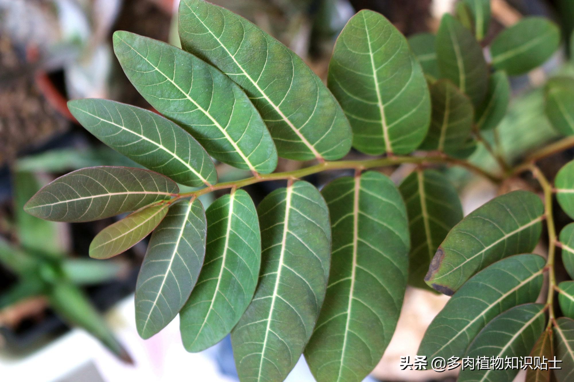 奇异油柑块根,奇异油柑原产地是哪里