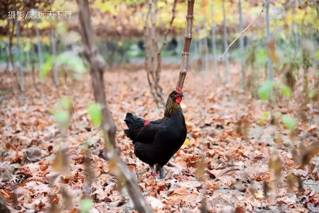 悠然三明：梅列瑞云山为佛，葡萄美酒配熏鸭