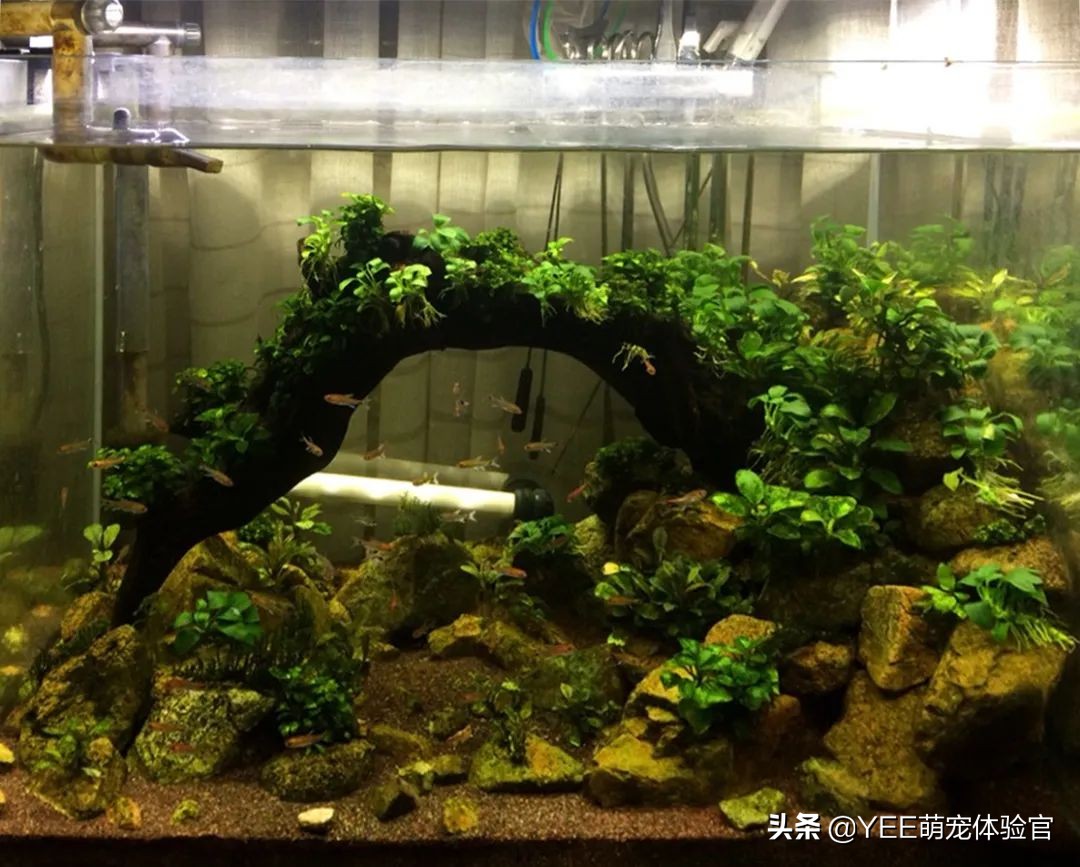 2cm级迷你灯鱼，好品相挤不进热门榜