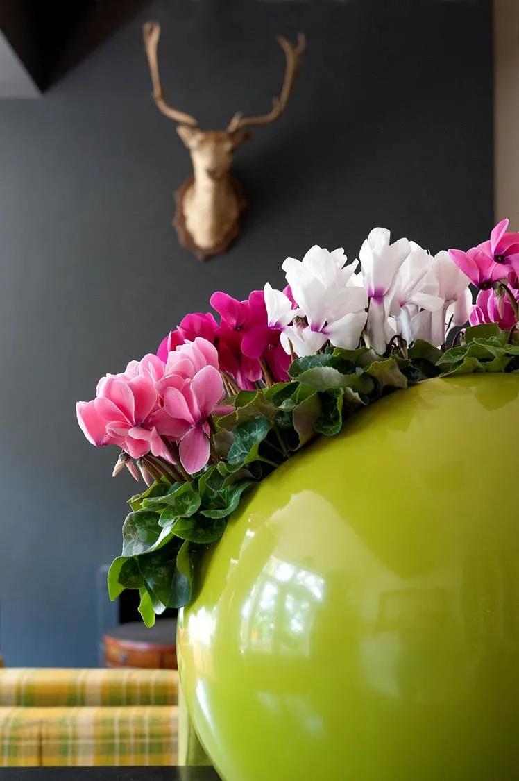 如果放在动物界，这种花就是猛犸象般的神奇存在