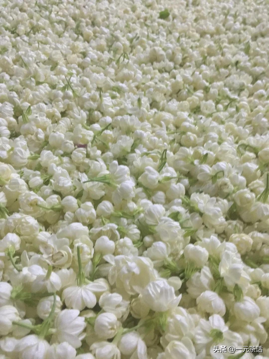 非遗花茶,非遗茉莉花茶技艺