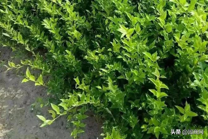 小色块苗的种植前景,色块杯苗什么品种用量大