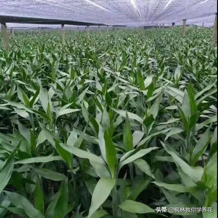 英雄不问出处落魄不问缘由,英雄不问出处历史趣闻知识分享