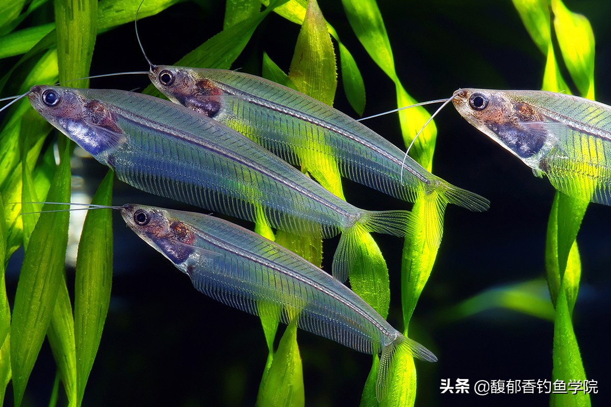 鱼聚在一起是怎么了,鱼为什么会聚集在一起