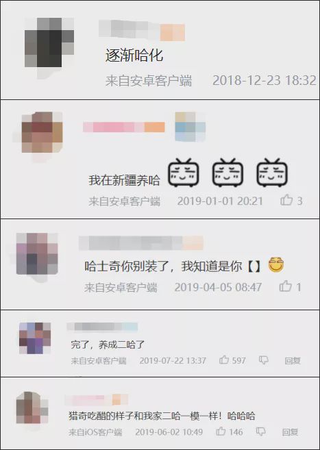 养狼disco：我在*疆新**，把狼养成了哈士奇