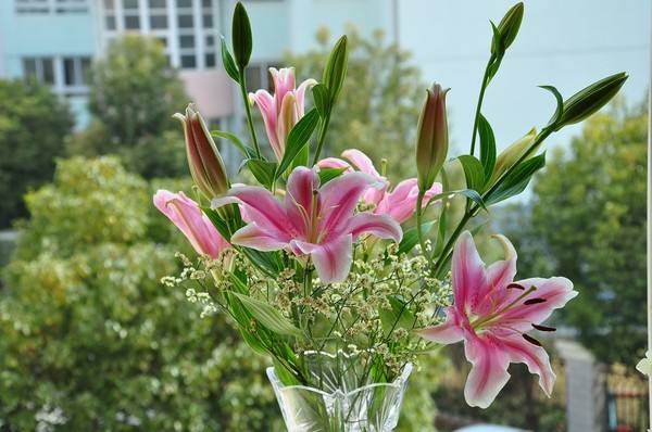 百合种球怎么养才能矮粗,百合从种球开始怎么养殖