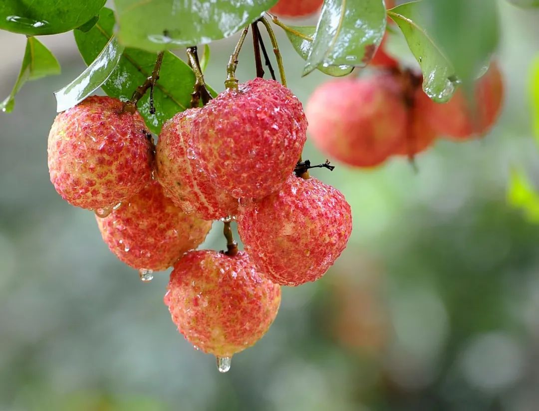 惠阳区名胜古迹,惠阳淡水八景