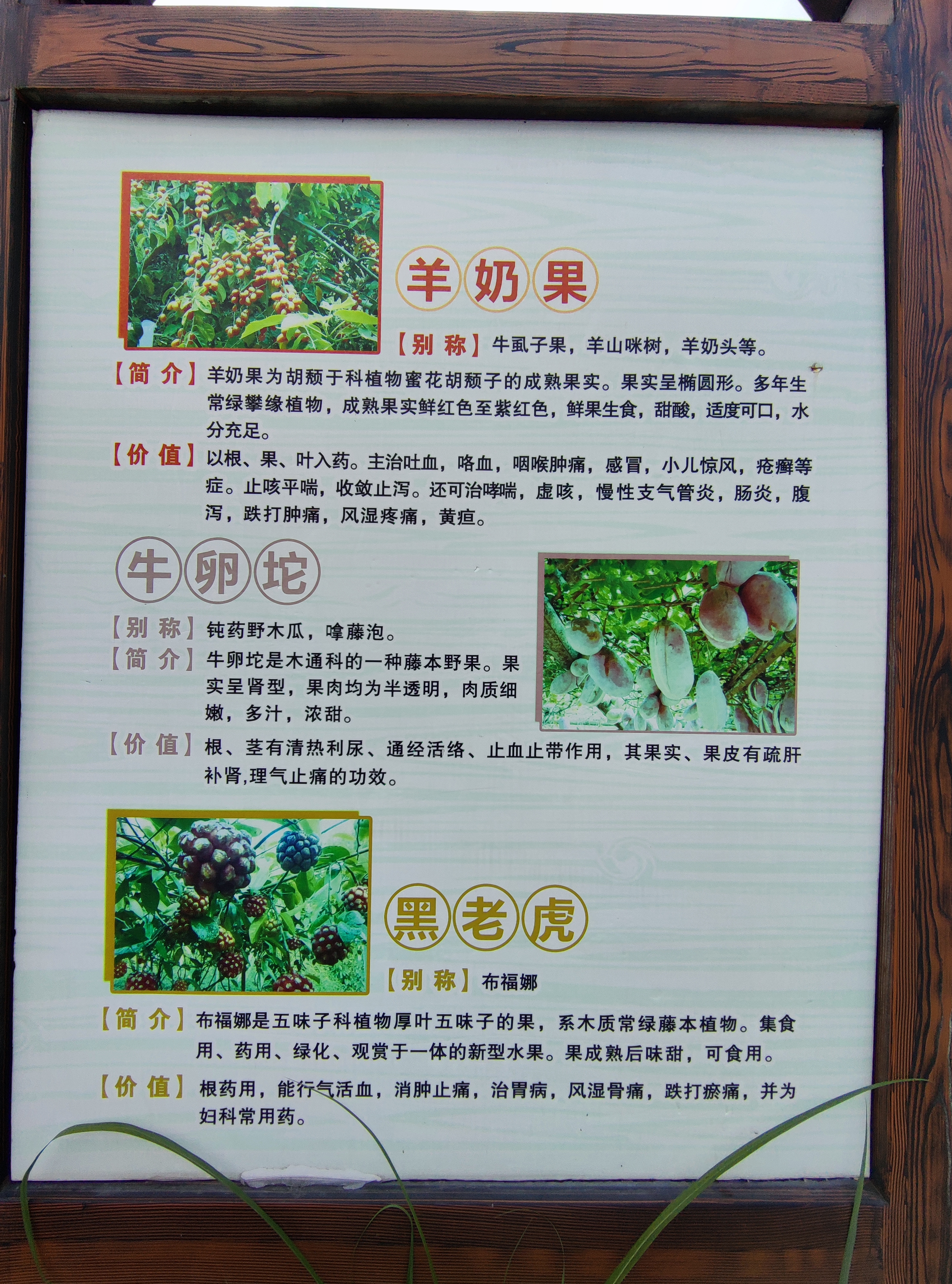 青山网红村,寿山九峰村有农家乐吗