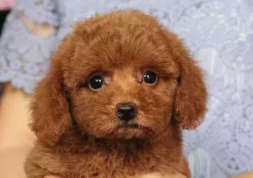 宠物知识科普养狗,宠物知识科普狗狗生病