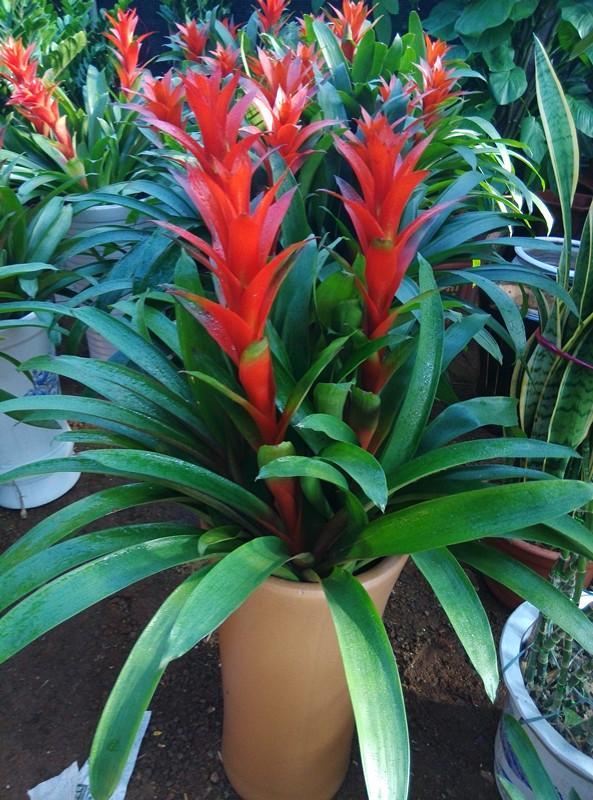 寓意财旺的花,十大吉祥花开图片