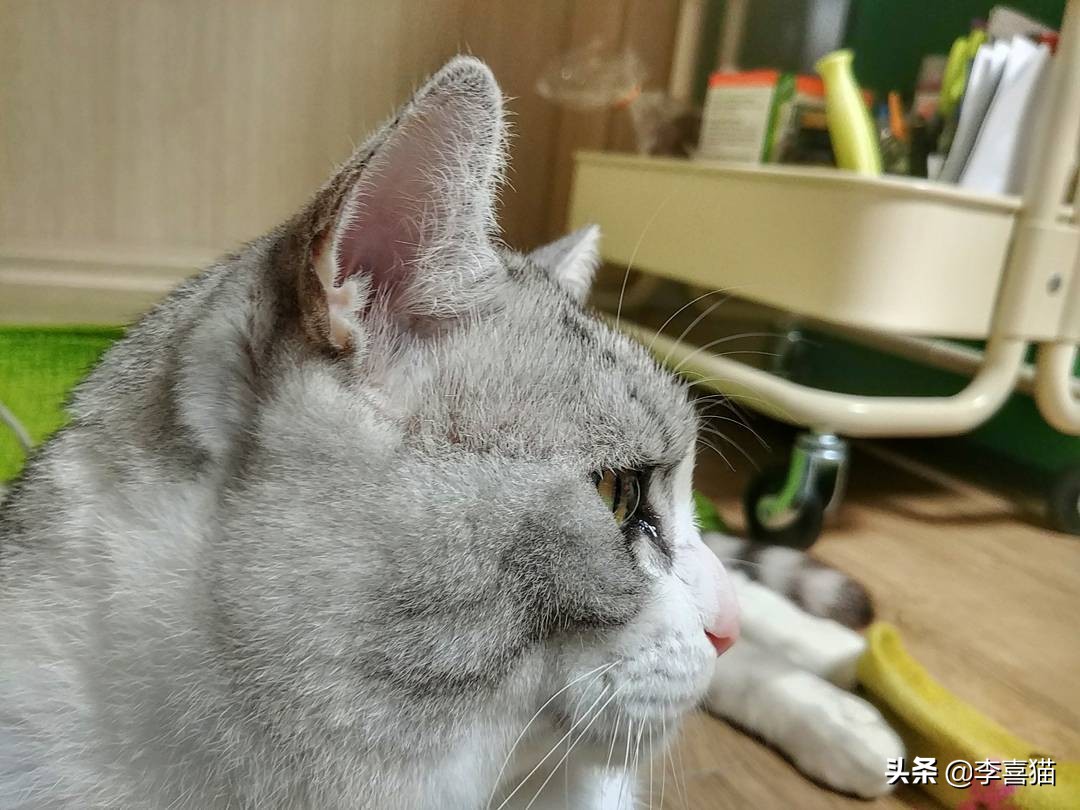 猫咪流泪是什么原因出问题了,导致猫咪流泪的原因