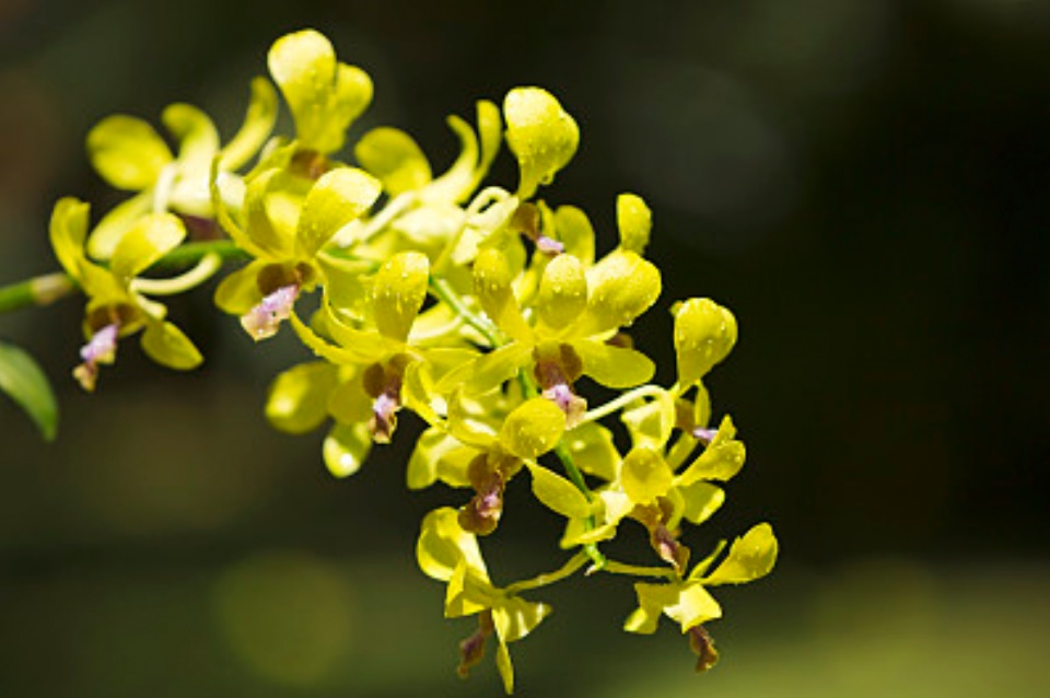 刚上盆的石斛黄叶了是什么原因,石斛叶子黄了是什么原因引起的