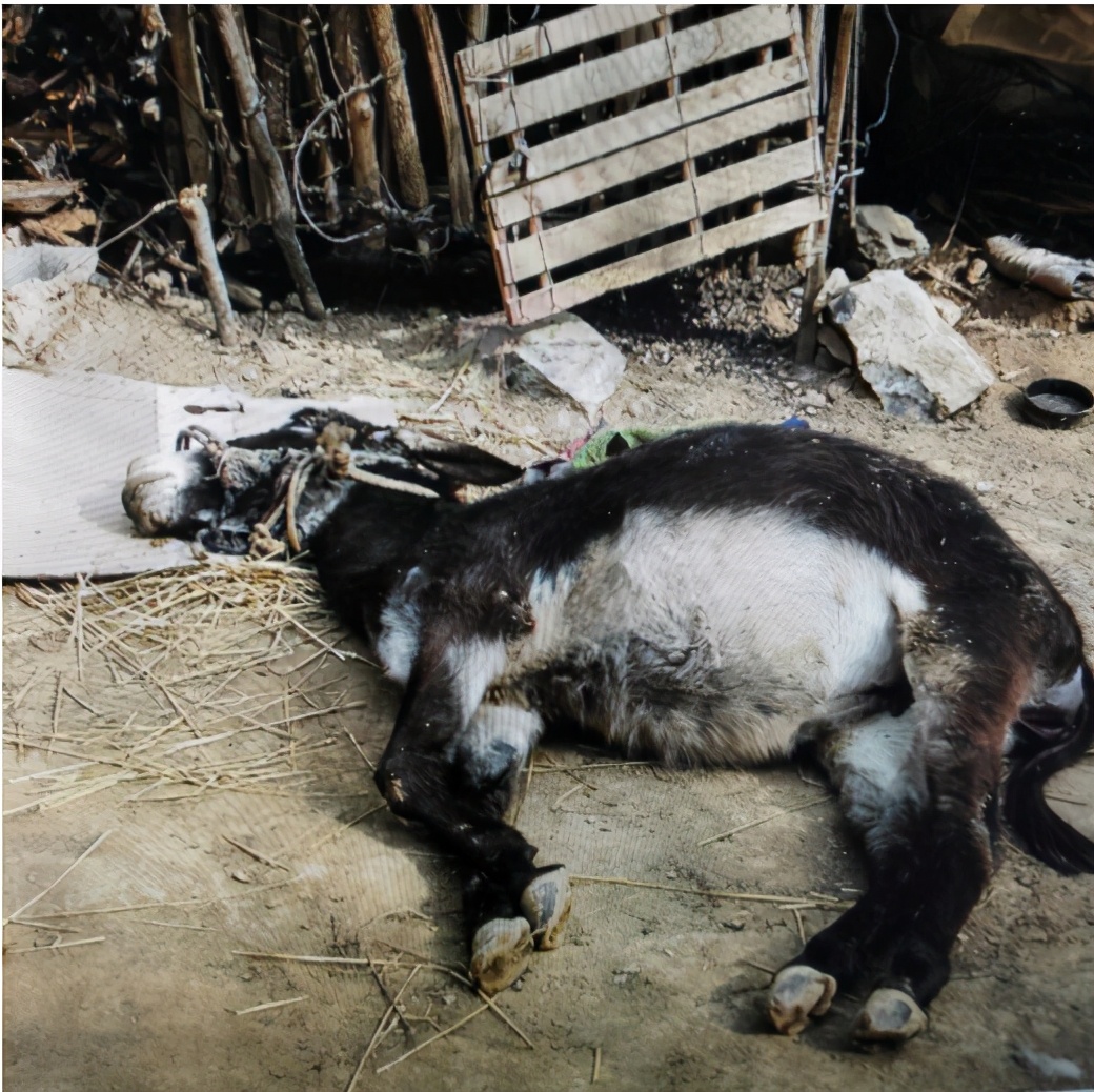 西安事变，日本刺客潜伏在周恩来门口，罗瑞卿问三个问题发现破绽