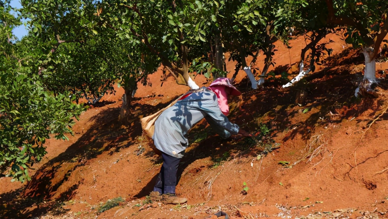 褚时健去世哪些人过来了,褚时健褚橙未来怎么样