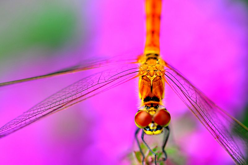 栖息在晚霞中的蜻蜓,栖息在竹林里的蜻蜓