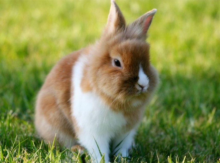 为什么兔子是三瓣嘴，而且特别爱磨牙？