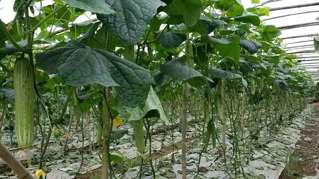 黄瓜长势弱怎么补救,黄瓜停滞生长的原因及如何化解