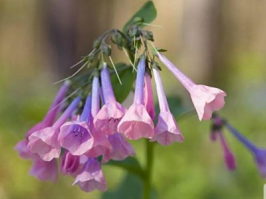 芳踪难觅濒危花！清新治愈篇：沙漠高原是吾家，豹子花的春天来了