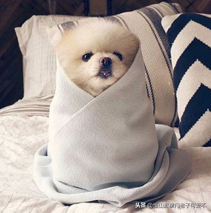 家里冷狗狗幼犬怎么保暖比较好,家里狗狗怎样才干净