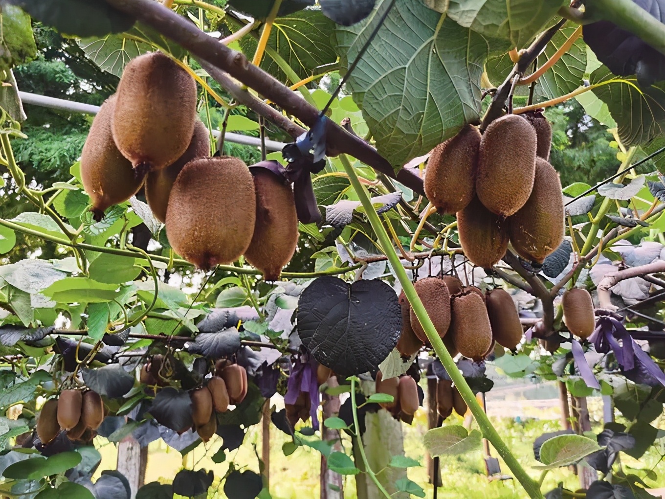 南京低风险地区返乡,南京低风险回淮安