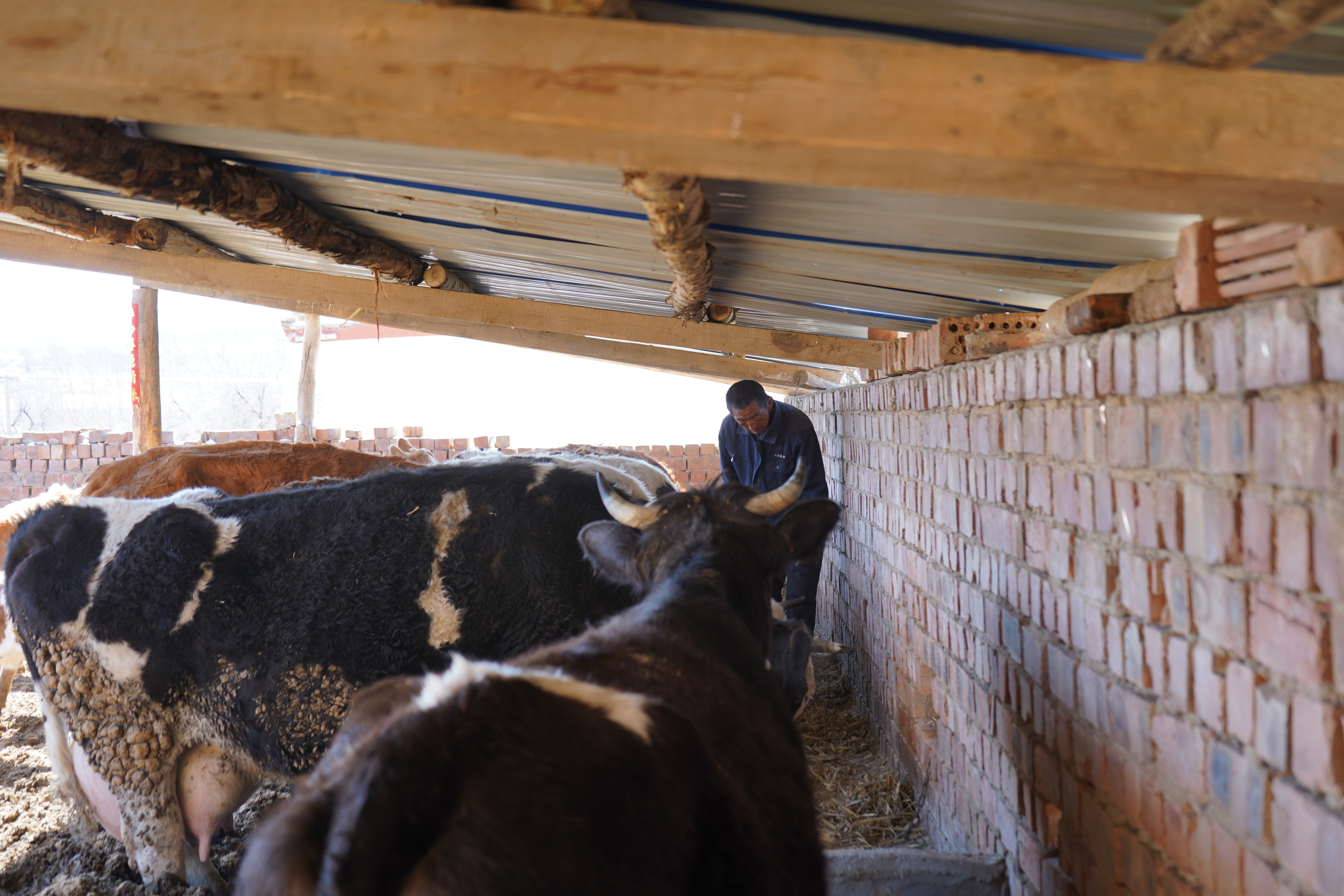 贫困户通过养牛发家致富,脱贫故事贫困户老张的养牛致富经