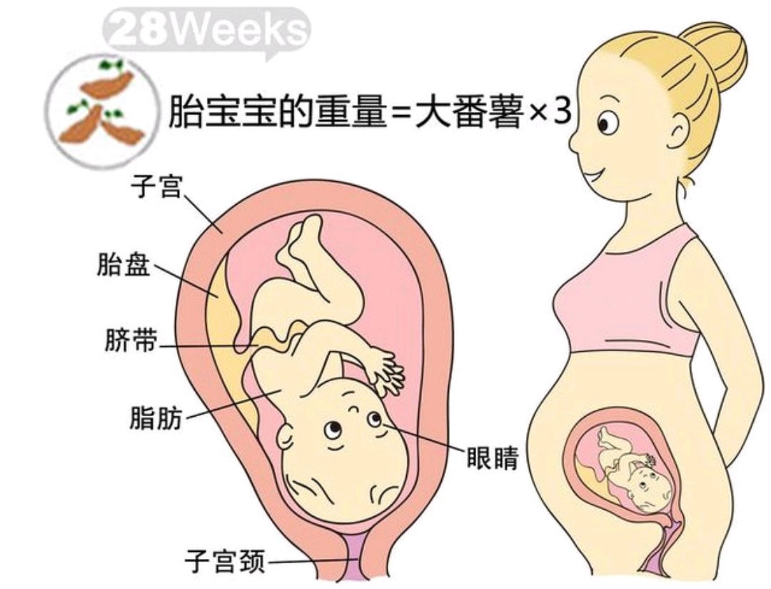 1-40周胎儿发育全过程孕妈妈必看,孕1-40周胎儿发育过程